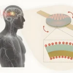 Implanturi medicale fără baterii: cercetătorii MIT au dezvoltat o antenă microscopică care poate fi injectată în corp