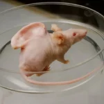 Vacanti mouse. Întrebări deschise despre trecutul și viitorul bioingineriei